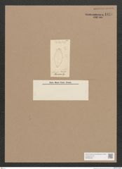 Diatomeae indet. Zeichnungen Sammlung Grunow Nr. 1441 (NHMW-BOT-W0368428)